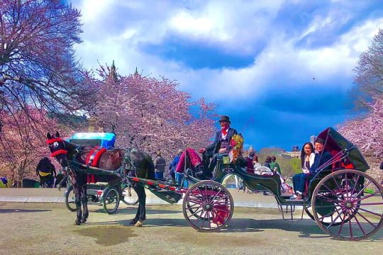 CHAMPAGNE RIDE Central Park with Photos (50 min) ~ Skip the line