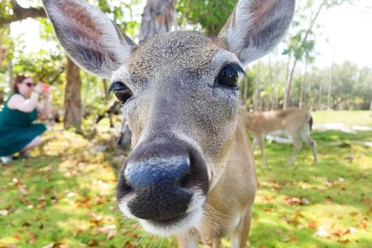 Florida Keys Nature & History Tour from Key West