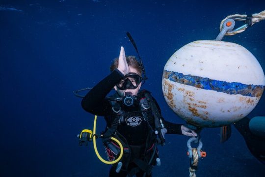 Small Group Shark and Turtle Dive for Certified Divers