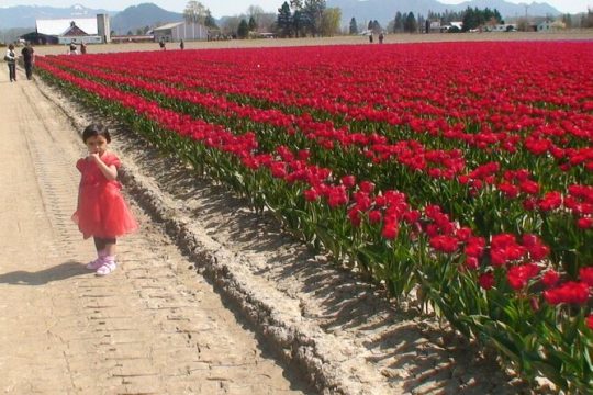 TULIP Festival @ Skagit Valley, La Conner & Deception Pass in SUV