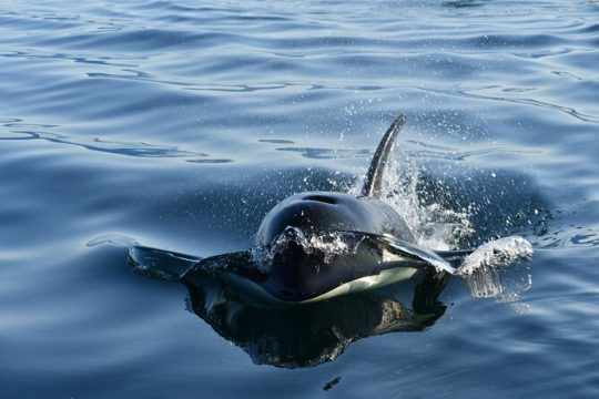 Alaska Whale Watching with bonus Drone viewing of Whales