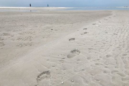 2-Hour Florida Sand Bar Shelling Guided Tour