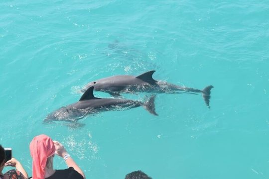 Key West: Dolphin Watching cruise & Snorkeling unlimited beer & soda