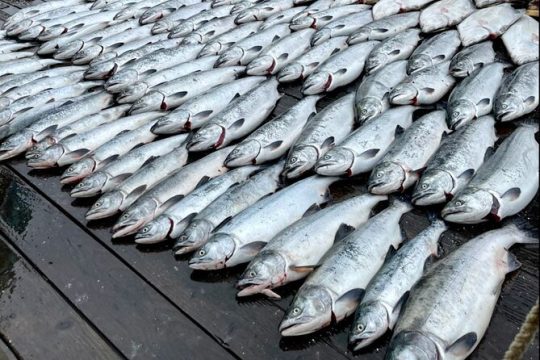 6 Hour Salmon Trip