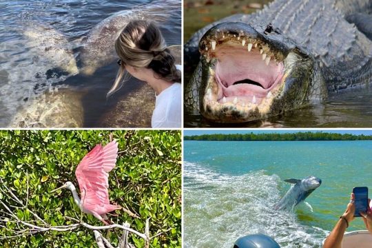 Manatee, Dolphin, and 10,000 Islands Eco Beach Tour by Boat