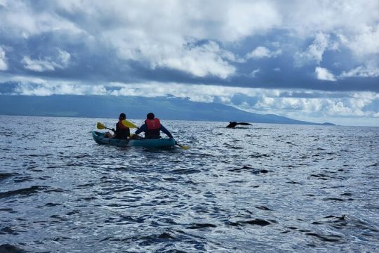 Kayaking and Snorkeling - Olowalu