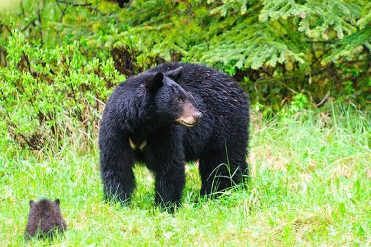 Customizable Private Tour in Ketchikan with Pick Up