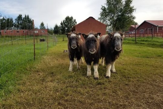 Guided Tour of Musk Ox Farm & Scenic Drive from Anchorage