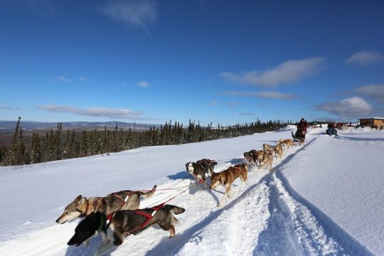 1-hr. Dog Sledding Tour in Fairbanks (without transportation)