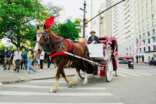 Central Park Horse and Carriage Rides