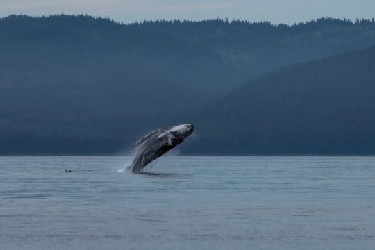 Hoonah Whale Tours