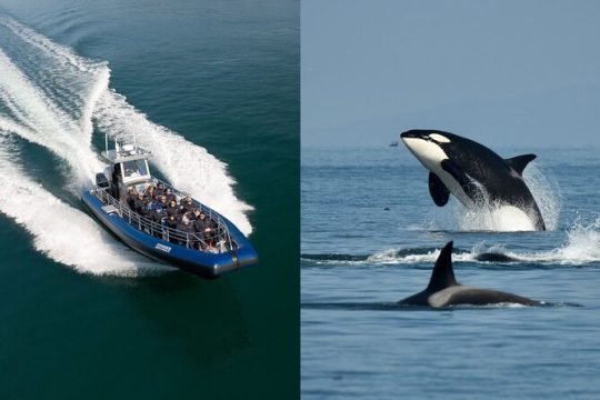 Half-Day Anacortes Whale and Wildlife Watching Guided Adventure