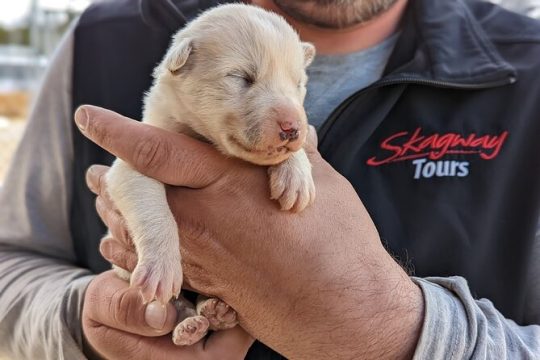 Yukon Husky Puppy Play Time & Summit Tour