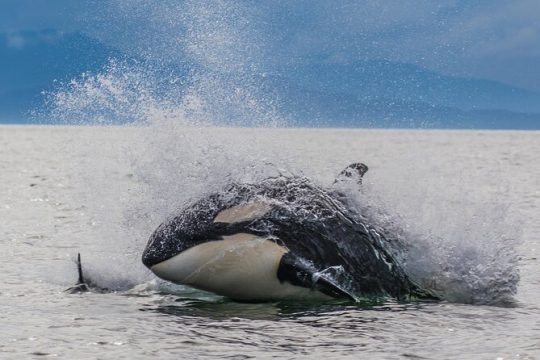 Icy point, Hoonah Alaska, whales, Boat, things to do,