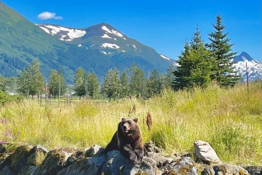 Ultimate Anchorage Summer Wildlife Tour