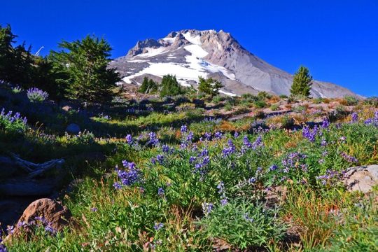 A Full Day of Wonder: Wine, Waterfalls, and Timberline Tour