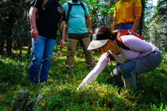 4 Hour Wilderness Wonders Tour in Denali