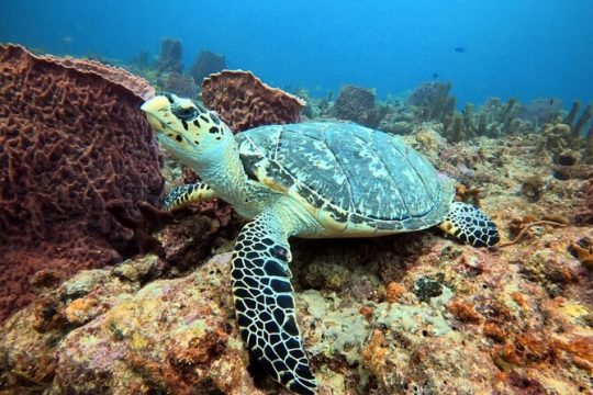 Lauderdale By The Sea Replicated Shipwreck & Reef Snorkel Trails