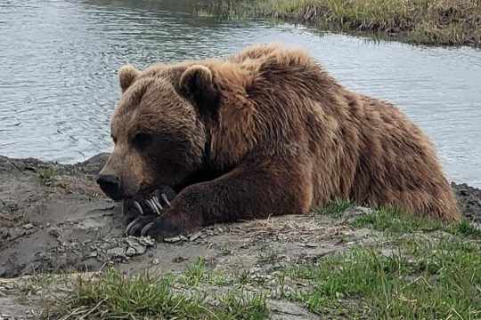 VIP Tour from Anchorage to Alaska Wildlife Conservation Center