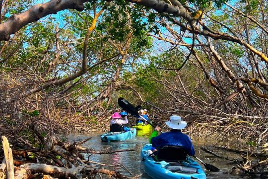 4-Hour Guided Kayak Adventure in Bonita Springs