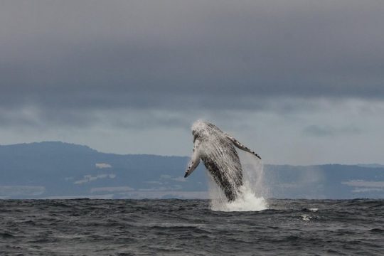 Wildlife Encounters on Monterey Bay private and semi-private tour