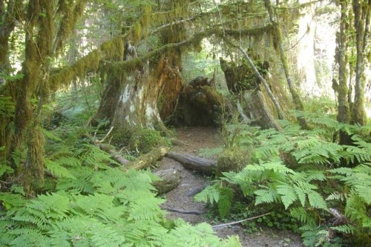 Olympic Peninsula and Forest Tour