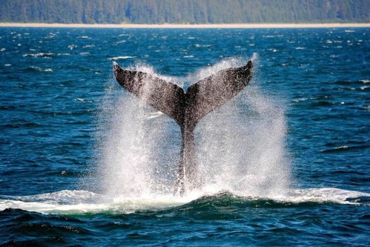 Icy Strait Whale & Wildlife Endeavor