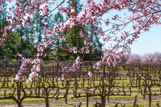 Self-Guided Wine Tasting Audio Tour - Lodi California