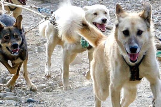 Half Day Husky Homestead Sled Dog Tour and Lunch