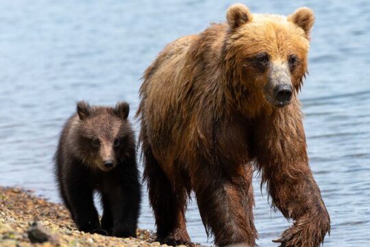 Private Bear Viewing