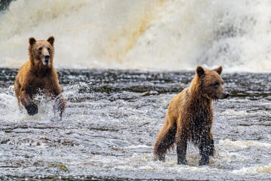 Peak Season Bear Viewing in Chichagof Island in a Seaplane