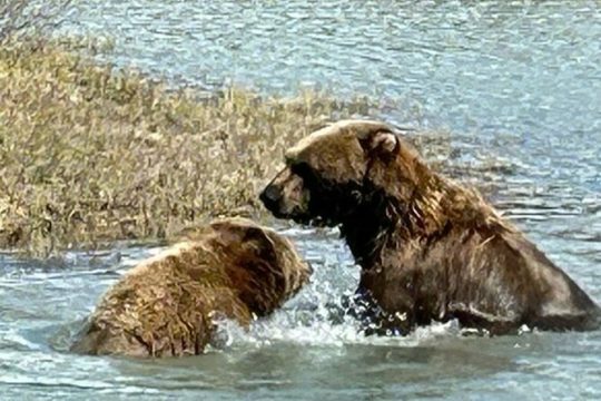 Wildlife and Glacier Tour with a Walk in the Rainforest in Alaska