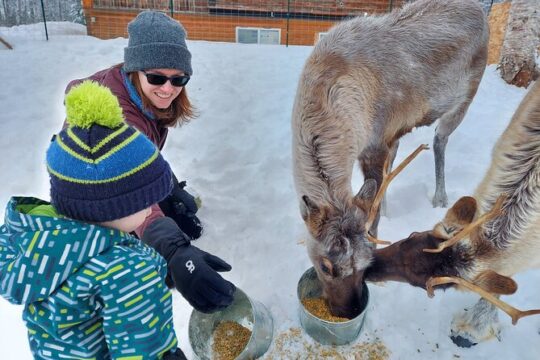 Reindeer Meet and Feed in Talkeetna, Alaska