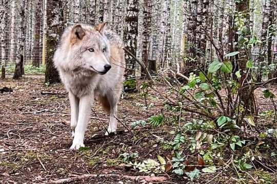 Private Educational Session about Wolfs Life in Washington