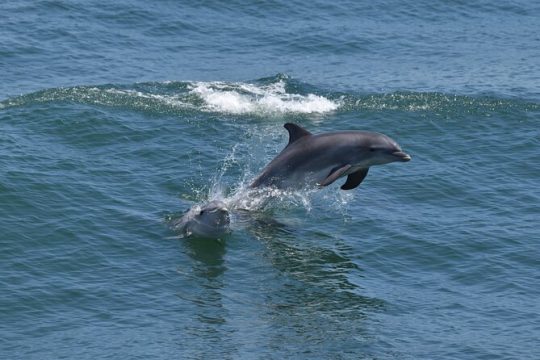 Dolphin and Bird Watching Ecotour Cruise