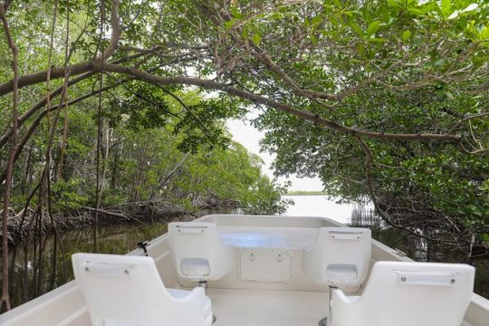 Everglades National Park Mangrove Wilderness Tour