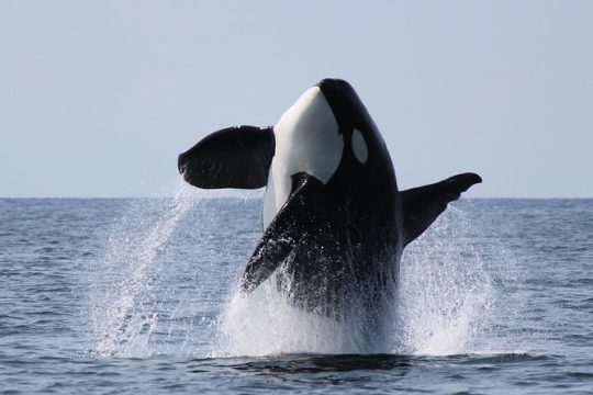 Intimate West Coast Whale Watching from Vancouver