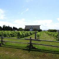 Wine Tasting & Winery Tours