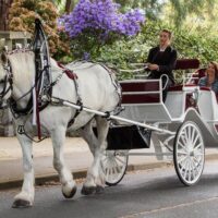 Horse Carriage Rides