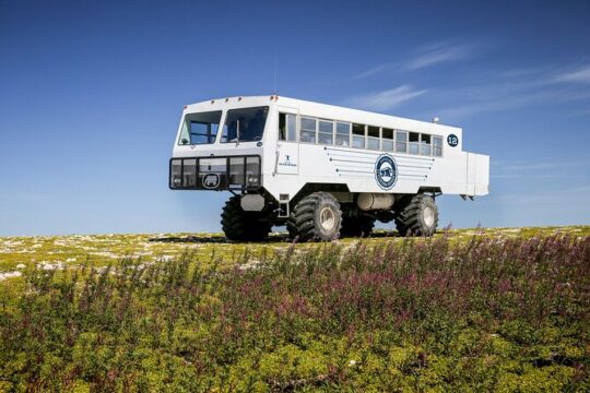 Tundra Buggy Summer Day Tours