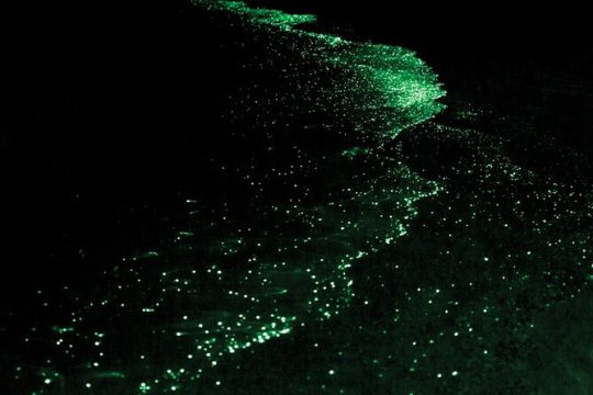 Bioluminescence and Sunset Kayak Tour in the San Juan Islands