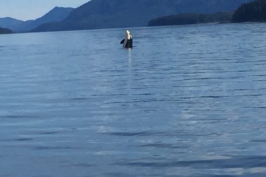 Fishing Whale Watching Hoonah Alaska