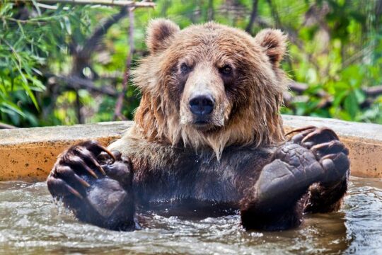 Skip the Line: Kamloops BC Wildlife Park Admission Ticket