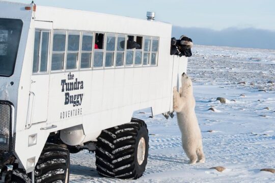 Tundra Buggy Autumn Day Tours