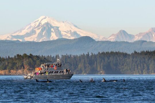 Scenic Hike and Whale Watching Tour from Seattle