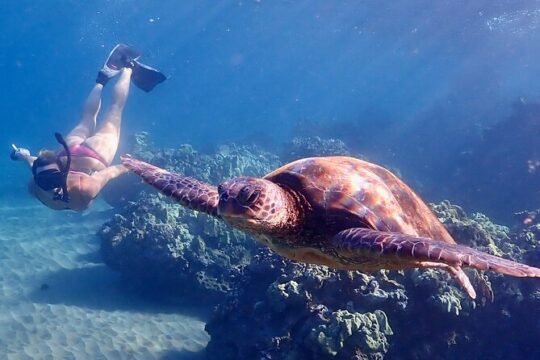 Guided Turtle Town Snorkeling Tour with Underwater Photos Makena