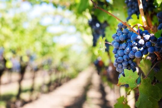 Half-Day Wine Tour in Madeira