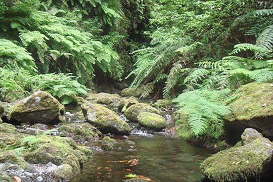 Kings Levada Walk Sao Jorge Native Forest