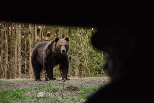 Bear watching in the Land of Volcanoes