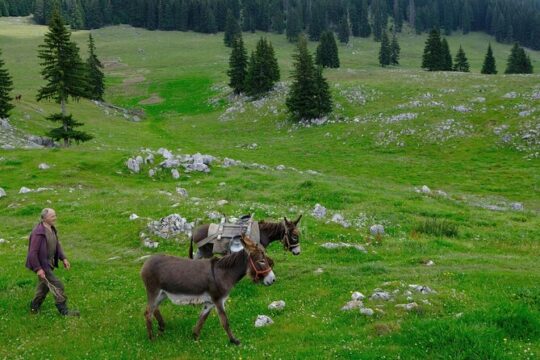 Private Full-Day Hiking Tour in Piatra Craiului National Park